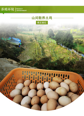 農家土雞蛋桑林雞蛋跑山雞蛋整箱禮盒裝40枚egg營養雞蛋一件代發