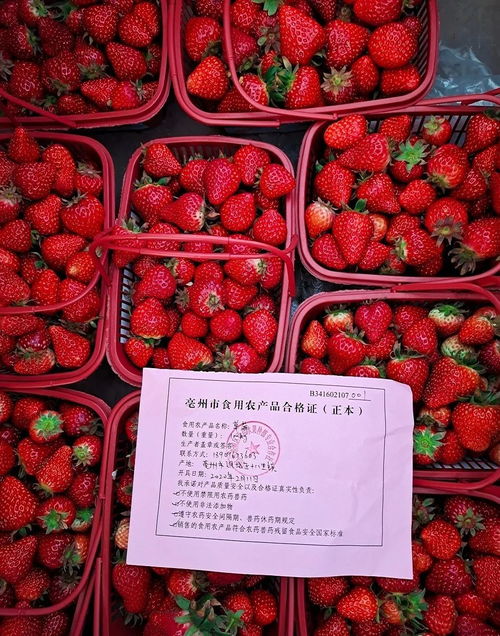 亳州食用農(nóng)產(chǎn)品有了 身份證