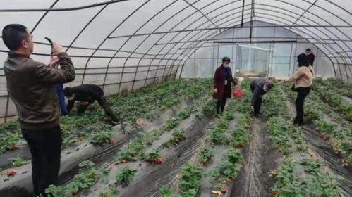 江陽區農業農村局開展全區食用農產品專項檢查工作