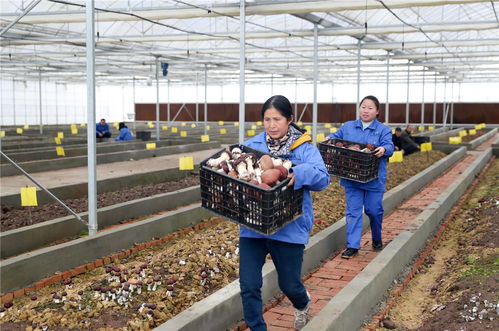 四川廣安 特色精品食用菌助農增收