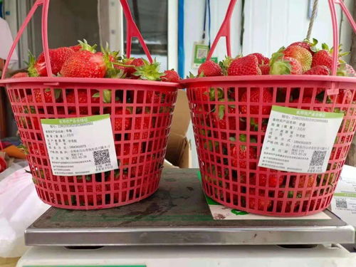 撫松縣為食用農產品合格證插上 智能芯片